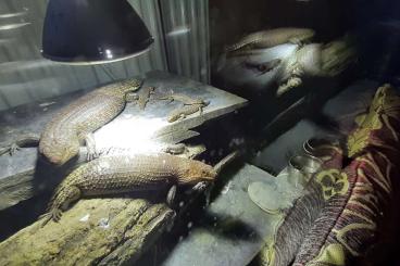 Lizards kaufen und verkaufen Photo: Egernia stokesii                                                      
