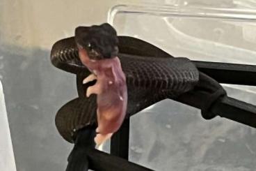 Schlangen kaufen und verkaufen Foto: Orthriophis taeniurus Star/ O. grabowskyi , Trimmeresurus Schlangen kaufen und verkaufen Foto: Orthriophis taeniurus Star/ O. grabowskyi , Trimmeresurus