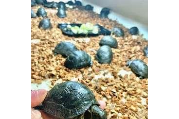Schildkröten  kaufen und verkaufen Foto: Aldabrachelys, Varanus prasinus