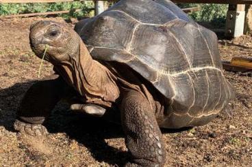 Schildkröten  kaufen und verkaufen Foto: 2.3 Aldabrachelys gigantea 