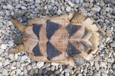 Schildkröten  kaufen und verkaufen Foto: Verkaufe Testudo marginata 1.0 ÖNZ 2011