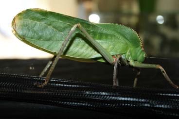 Insects kaufen und verkaufen Photo:  Siliquofera grandis Riesenblattchrecke