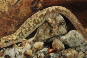 newts and salamanders kaufen und verkaufen Photo: Looking for Euproctus montanus (Corsican brook salamander)