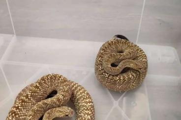Venomous snakes kaufen und verkaufen Photo: Crotalus vegrandis for Hamm
