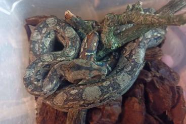 Snakes kaufen und verkaufen Photo: Boa, Rhadinophis, Python, Xenodon, Lampropeltis 