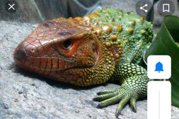 Lizards kaufen und verkaufen Photo: Dracaena guianensis - lizard caiman