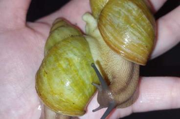 Mollusca kaufen und verkaufen Photo: Archachatina Papyracea Albinoshell Adult (kleine Achatschnecken) Mollusca kaufen und verkaufen Photo: Archachatina Papyracea Albinoshell Adult (kleine Achatschnecken)