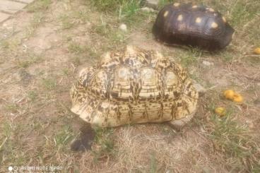 Tortoises kaufen und verkaufen Photo: Breeding group of tortoise