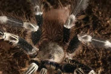 Spinnen und Skorpione kaufen und verkaufen Foto: 1.0 nhandu chromatus unverpaart Spinnen und Skorpione kaufen und verkaufen Foto: 1.0 nhandu chromatus unverpaart