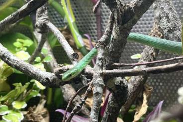Schlangen kaufen und verkaufen Foto: Coluber constrictor priapus and Opheodrys aestivus Schlangen kaufen und verkaufen Foto: Coluber constrictor priapus and Opheodrys aestivus