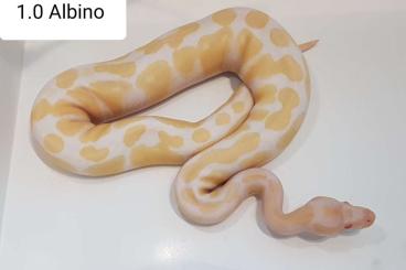 Ball Pythons kaufen und verkaufen Photo: 1.0 Albino               