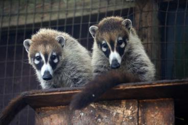 Exotic mammals kaufen und verkaufen Photo: Weißrüssel-Nasenbär Nasua narica Exotic mammals kaufen und verkaufen Photo: Weißrüssel-Nasenbär Nasua narica