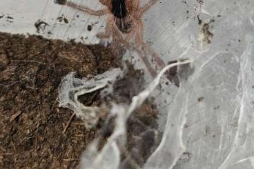 Spinnen und Skorpione kaufen und verkaufen Foto: Tropicaria | Cocoon Jungle Avicularia Special