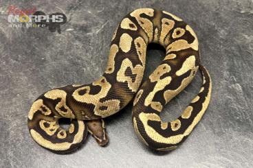Königspythons kaufen und verkaufen Foto: Diverse Königspythons subadult bis adult Königspythons kaufen und verkaufen Foto: Diverse Königspythons subadult bis adult