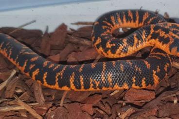 Venomous snakes kaufen und verkaufen Photo: Diverse Tiere abzugeben bin in Houten