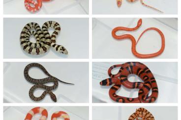 Schlangen kaufen und verkaufen Foto: Milk and king snakes for Houten 2.6.