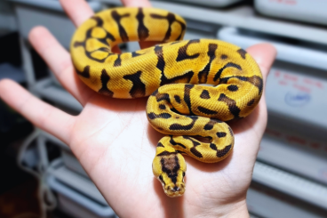 Ball Pythons kaufen und verkaufen Photo: Availability for Verona Reptiles - May 12th