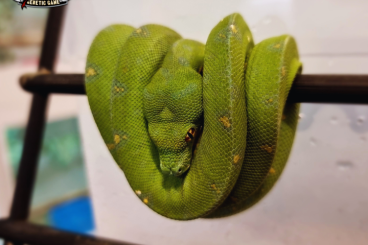 Pythons kaufen und verkaufen Photo: Availability for Verona Reptiles - May 12th