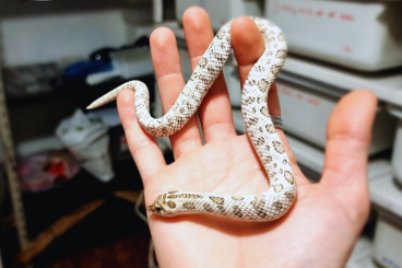 Nattern ungiftige kaufen und verkaufen Foto: Ball Python for HAMM in September Nattern ungiftige kaufen und verkaufen Foto: Ball Python for HAMM in September