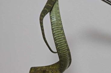 Giftschlangen kaufen und verkaufen Foto: Stocklist venomous snakes Giftschlangen kaufen und verkaufen Foto: Stocklist venomous snakes
