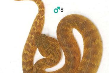 Schlangen kaufen und verkaufen Foto: Trimeresurus, Atheris, Euprephiophis, Gekko 