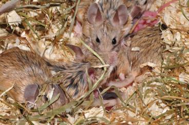 Exotic mammals kaufen und verkaufen Photo: Streifengrasmäuse/Maushamster