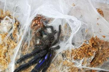 - bird spiders kaufen und verkaufen Photo: Chilobrachys natanicharum. 