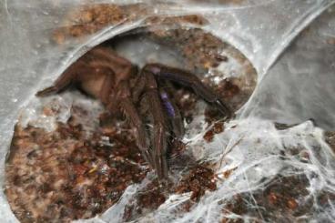 Spinnen und Skorpione kaufen und verkaufen Foto: Heteropoda davidbowie / Chilobrachys natanicharum Spinnen und Skorpione kaufen und verkaufen Foto: Heteropoda davidbowie / Chilobrachys natanicharum
