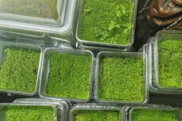 Pfeilgiftfrösche kaufen und verkaufen Foto: Antrophyum cf. plantagineum Pfeilgiftfrösche kaufen und verkaufen Foto: Antrophyum cf. plantagineum