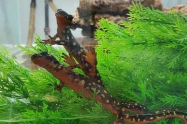 newts and salamanders kaufen und verkaufen Photo: Biete Neurergus crocatus & microspilotus NZ21
