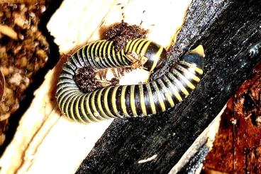 other Arthropoda kaufen und verkaufen Photo: Anadenobolus monilicornis 