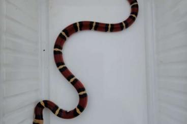 Nattern ungiftige kaufen und verkaufen Foto: 0,1 Lampropeltis triangulum annulata apricot NZ 24 Nattern ungiftige kaufen und verkaufen Foto: 0,1 Lampropeltis triangulum annulata apricot NZ 24