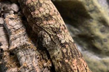 Geckos kaufen und verkaufen Foto: Strophurus, Eurydactylodes, Rhacodactylus Geckos kaufen und verkaufen Foto: Strophurus, Eurydactylodes, Rhacodactylus