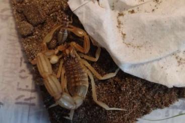 Scorpions kaufen und verkaufen Photo: Buthus Ibericus abzugeben. Verschiedene Größen