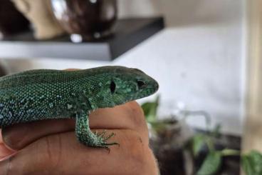Echsen kaufen und verkaufen Foto: Beautiful couple Lacerta agilis exigua Echsen kaufen und verkaufen Foto: Beautiful couple Lacerta agilis exigua