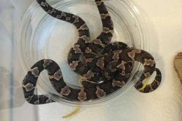 Venomous snakes kaufen und verkaufen Photo: Agkistrodon bilineatus taylori cb20