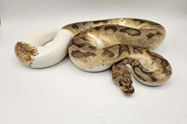 Ball Pythons kaufen und verkaufen Photo: Königspythons für Hamm / Niederlande Ball Pythons kaufen und verkaufen Photo: Königspythons für Hamm / Niederlande
