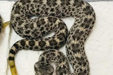Venomous snakes kaufen und verkaufen Photo: Crotalus aquilus NZ 2022, Querétaro, Mexico