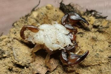 Scorpions kaufen und verkaufen Photo: Euscorpius candiota & Buthus occitanus