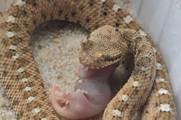 Snakes kaufen und verkaufen Photo: Crotalus cerastes cercebomus 