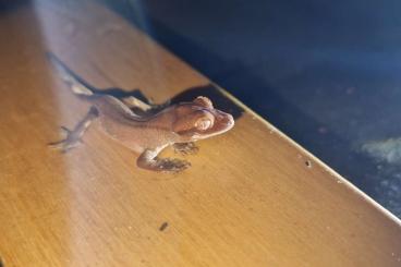 Geckos kaufen und verkaufen Photo: Kronengecko Full Red Baby