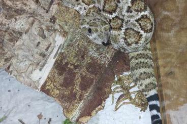 Venomous snakes kaufen und verkaufen Photo: Abgabetier: Crotalus atrox
