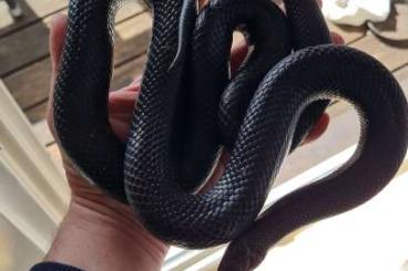Snakes kaufen und verkaufen Photo: Lampropeltis getula nigrita