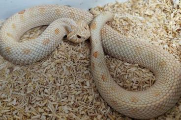 Snakes kaufen und verkaufen Photo: 1.1 Heterodon n. nasicus adult Snakes kaufen und verkaufen Photo: 1.1 Heterodon n. nasicus adult