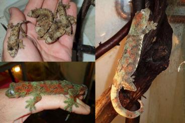 Geckos kaufen und verkaufen Photo: I have following Rhacos available: