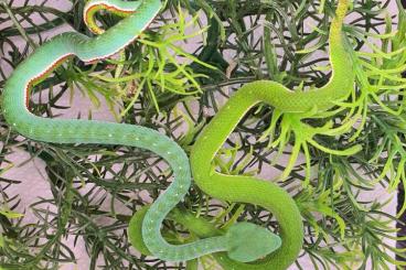 Giftschlangen kaufen und verkaufen Foto: Trimeresurus (Viridovipera) vogeli ~ Vogel’s Pit Viper