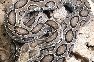 Giftschlangen kaufen und verkaufen Foto: Daboia russelii ~ Chain Viper ~ Russel’s Viper ~ Kettenviper 