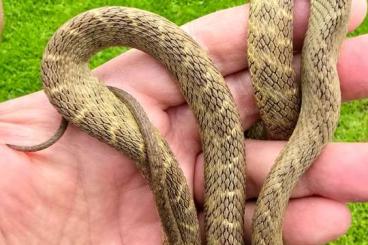 Snakes kaufen und verkaufen Photo: Dasypeltis fasciata ~ Western Forest Eggeater ~ Wald-Eierschlange Snakes kaufen und verkaufen Photo: Dasypeltis fasciata ~ Western Forest Eggeater ~ Wald-Eierschlange