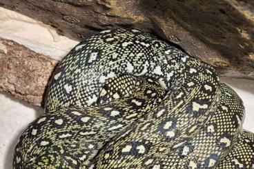 Pythons kaufen und verkaufen Photo: Morelia spilota spilota Abzugeben Pythons kaufen und verkaufen Photo: Morelia spilota spilota Abzugeben