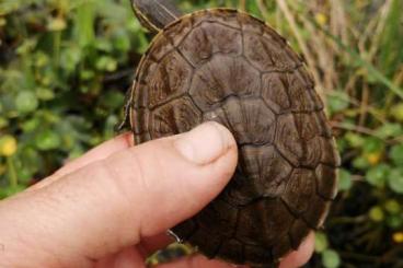 Landschildkröten kaufen und verkaufen Foto: For Verona reptiles 12 March 